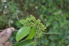 Tetrastigma lanceolarium